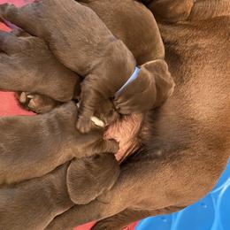Labrador Retriever Puppies from A. Hansen Labradors