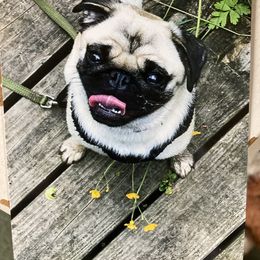 Ellie J - Pug
