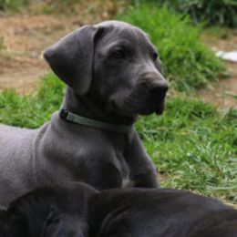 Great Dane Puppies from Sterling Danes