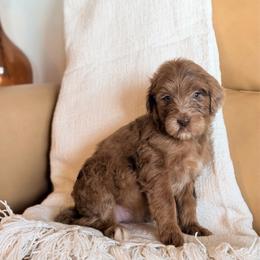 Dorothy (Dot) - Merle female Goldendoodle puppy in Livermore, Colorado from Heritage Hills Family Doodles