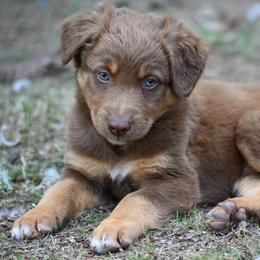 Mr. Bean - Red tri-color male Australian Shepherd puppy in Darrington, Washington from Cart River Aussies