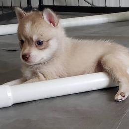 Alaskan Klee Kai from Ikigai Kennel