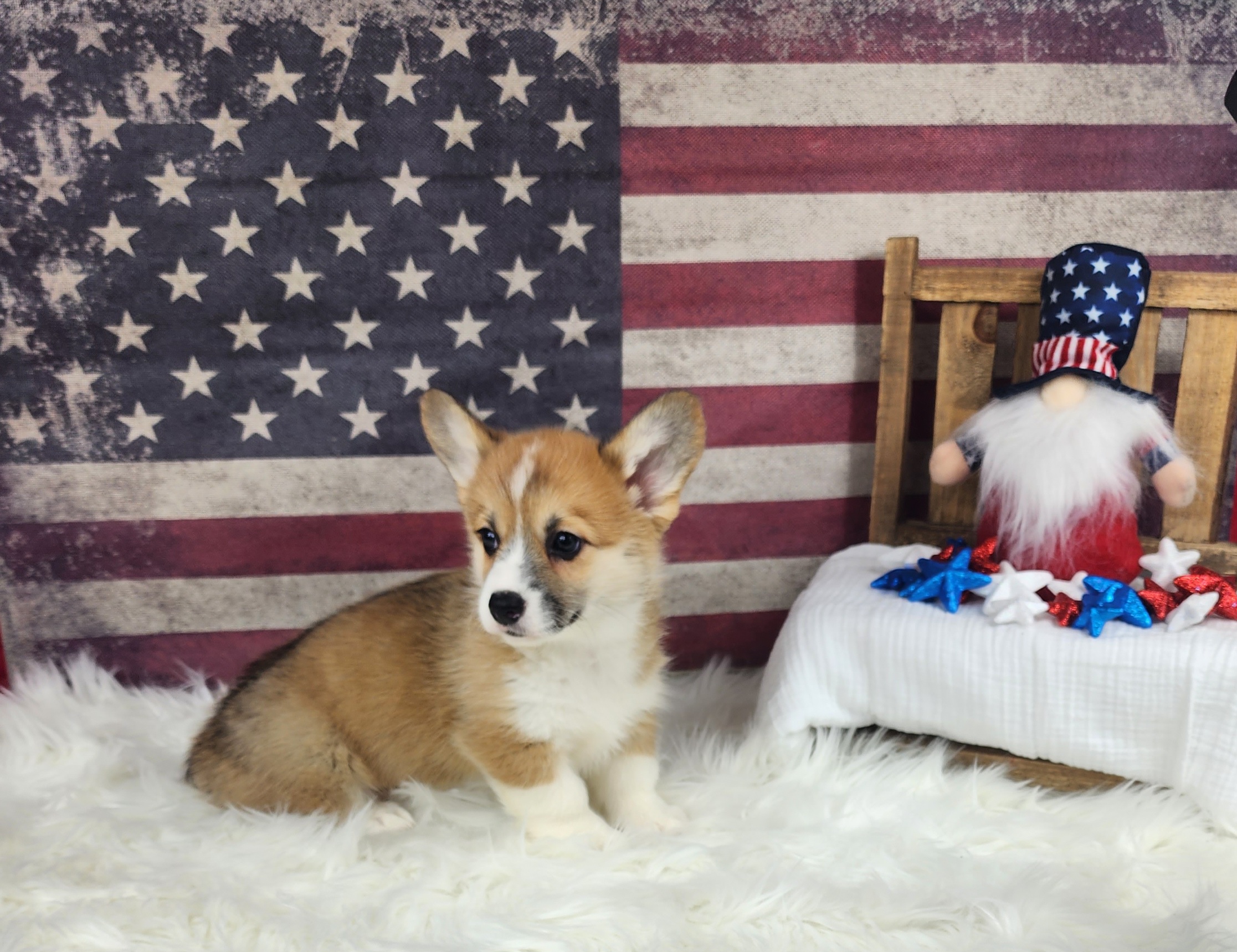 Pembroke Welsh Corgi Puppies from Hilltop Corgis