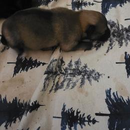 Muncho - Blue sable female Pomeranian puppy in Tyner, Kentucky from Tanner's Majestix Kennels