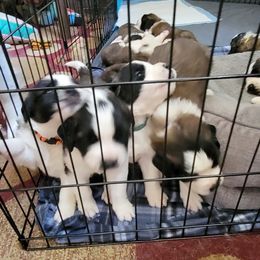 Saint Bernard Puppies from Middle Georgia Saints
