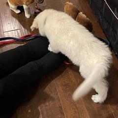 Berger Blanc Suisse Puppies from Absolute Dream White Swiss Shepherds