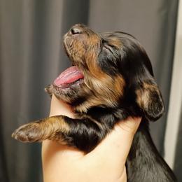 Sage - Black and tan female Dachshund puppy in Pasco, Washington from G & G Kennel