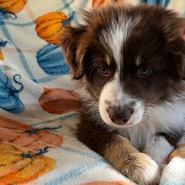 Australian Shepherd Puppies from Dream E River Ranch
