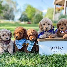 Goldendoodles and Golden Retrievers from VogelsbergFamilyFarm