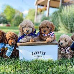 Goldendoodles and Golden Retrievers from VogelsbergFamilyFarm