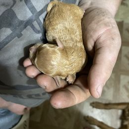Golden Retriever and Poodle Puppies from Meagan Nielson’s Precious Pups