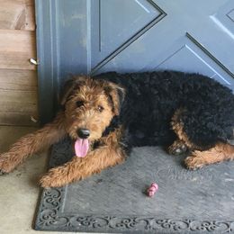 Lucy - Airedale Terrier
