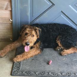 Lucy - Airedale Terrier