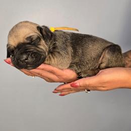 Ezra - Fawn female Cane Corso puppy in Elkhart, Indiana from Martins Almighty Cane Corsos