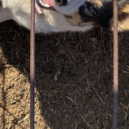Phoebe - Pembroke Welsh Corgi