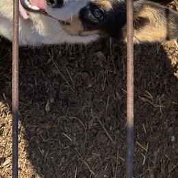 Phoebe - Pembroke Welsh Corgi