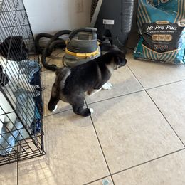 Akita Puppies from Gloe Akita's