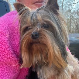 Sawyer Brown - Yorkshire Terrier