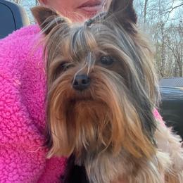 Sawyer Brown - Yorkshire Terrier
