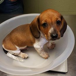 Dachshunds from Solid Rock Dachshunds