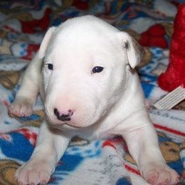Bull Terriers and Rottweilers from Shirley Werner's Rottweilers & Bull Terriers