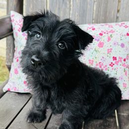 Girl 2 - Black female Scottish Terrier puppy in Scurry, Texas from Starlight Scotties of Texas