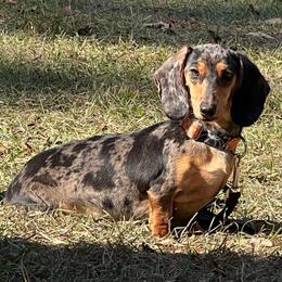 Stormy - Dachshund