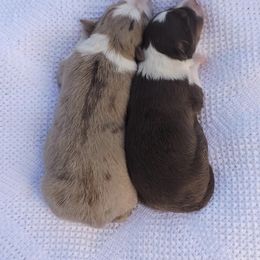 Border Collie Puppies from Rose Hollow Border Collies