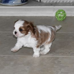 Cavalier King Charles Spaniel Puppies from Seaborne Cavalier King Charles Spaniels