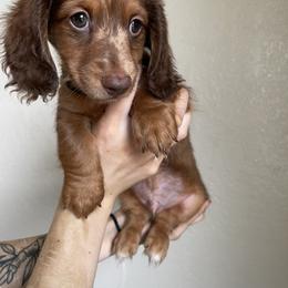 Dachshund Puppies from Monterey bay dachshund kennel