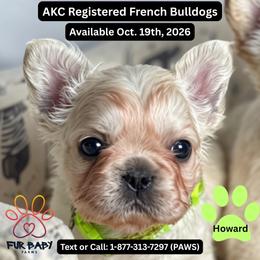 Howard - White male French Bulldog puppy in Michigan from Fur Baby Farms