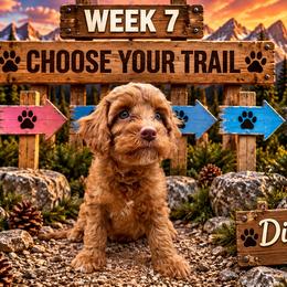 Diesel - Red male Australian Labradoodle puppy in Eastover, North Carolina from Joyful Hearts Australian Labradoodles