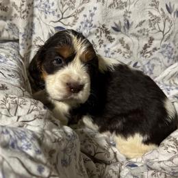 Louie - Liver white and tan male English Springer Spaniel puppy in Coeur D'alene, Idaho from Springer Hollow