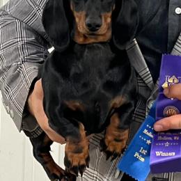 Serena - Black and tan female Dachshund puppy in Toledo, Ohio from Baldox Dachshunds