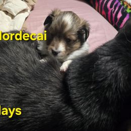 TINY Little Mordecai Special Holiday Price Through Nov 30th - Sable and white male Shetland Sheepdog puppy in Houston, Texas from LaLa's Lilliputian Lassies