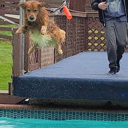 Golden Retrievers from DukerDaze Golden Retrievers