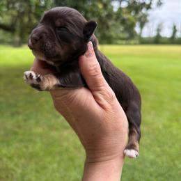 Sunny - Liver male Miniature Schnauzer puppy in Silver Creek, Mississippi from Mamie’s Minis, LLC
