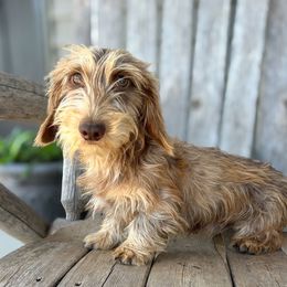 Jack Jack - Dachshund