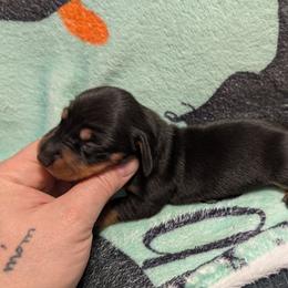 Girl 2 - Black and tan female Dachshund puppy in Barnard, Missouri from KB Doxies