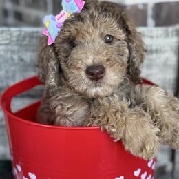 Honey Bun - Merle female Goldendoodle puppy in Mc Kinney, Texas from Flair Doodles