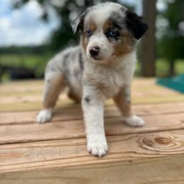 Everest - Blue merle female Miniature Australian Shepherd puppy in Doddridge, Arkansas from Huddleston Farm