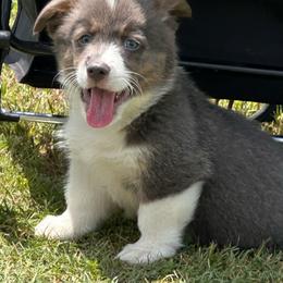 Cody - Gray and white male American Corgi puppy in Hico, Texas from Chisholm Trail Kennels