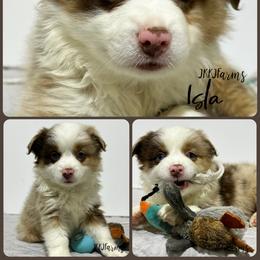 (7) Cupid, RMF - Red merle female Miniature American Shepherd puppy in Huntington, Texas from JKKJ Farms