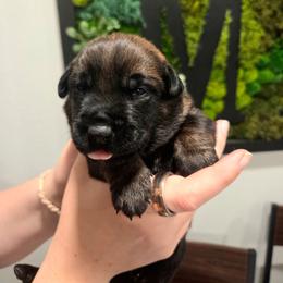 Valentino (red) - Black brindle male Dutch Shepherd puppy in Signal Mountain, Tennessee from Torgun Police Dogs