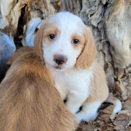 Alvin - Red tri-color Assorted Doodle Crosses puppy in Blackfoot, Idaho from Lucky Pup Meadows