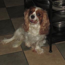 Cindy - Cavalier King Charles Spaniel