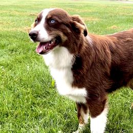 Penny - Australian Shepherd