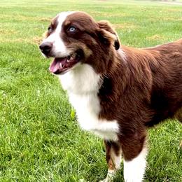 Penny - Australian Shepherd