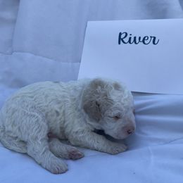River - White male Lagotto Romagnolo puppy in Minster, Ohio from 1880 Lagotto