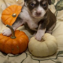 Toy Australian Shepherd Puppies from D'arbonne Aussie